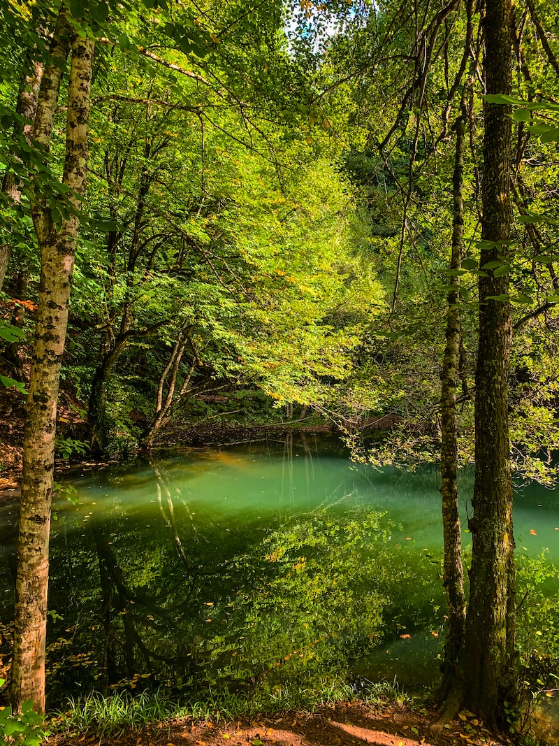 Orman Yangınları ve Doğa Felaketleri Orman Yangınları ve Doğa Felaketleri